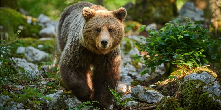 Idaho Officials Won’t Charge Hunter Who Killed Grizzly—Because They Told Him It Was a Black Bear