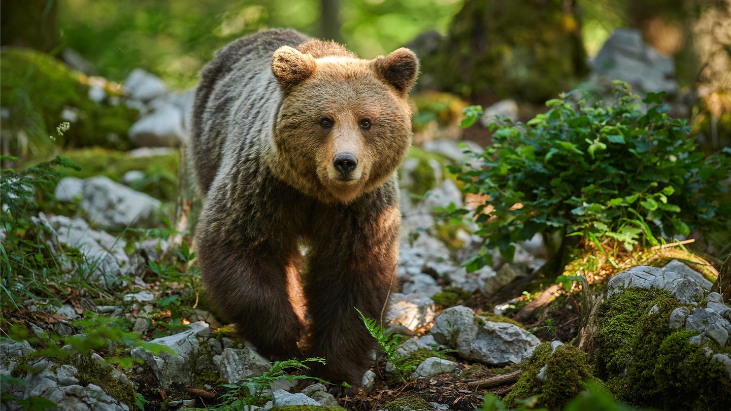 Young grizzle bear walks over a forest floor of rocks and green vegetation.