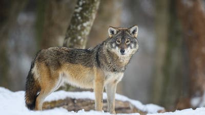 Wolves Transplanted to Colorado Are Now Reproducing