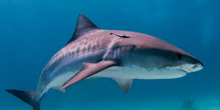 Shark Kills Hawaii Surfer in America’s First Fatal Attack of 2024