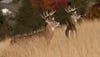 Two whitetail bucks walk out into a hayfield with fall foliage in the background.