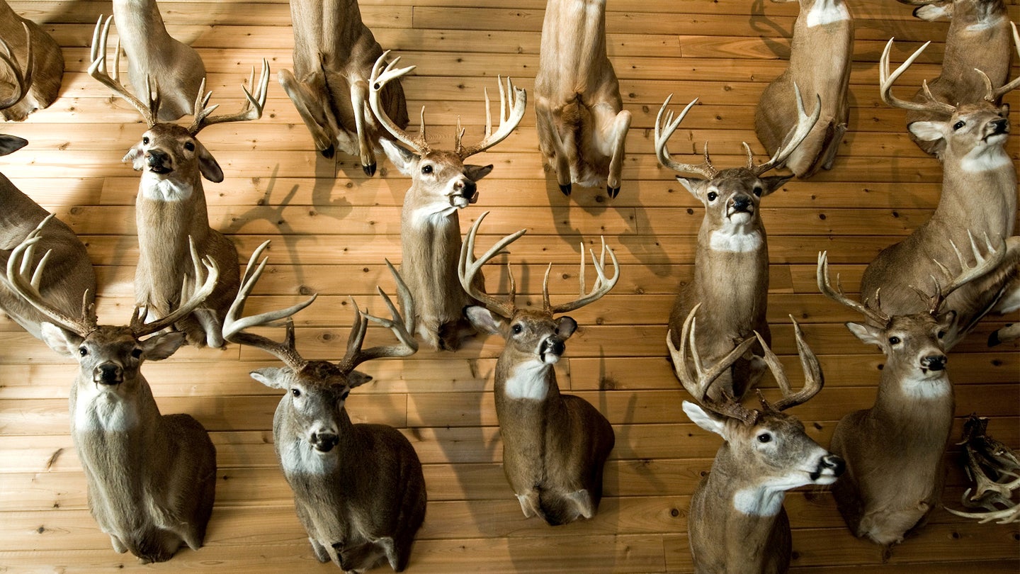 A wall full of trophy whitetail buck mounts in a hunting cabin.