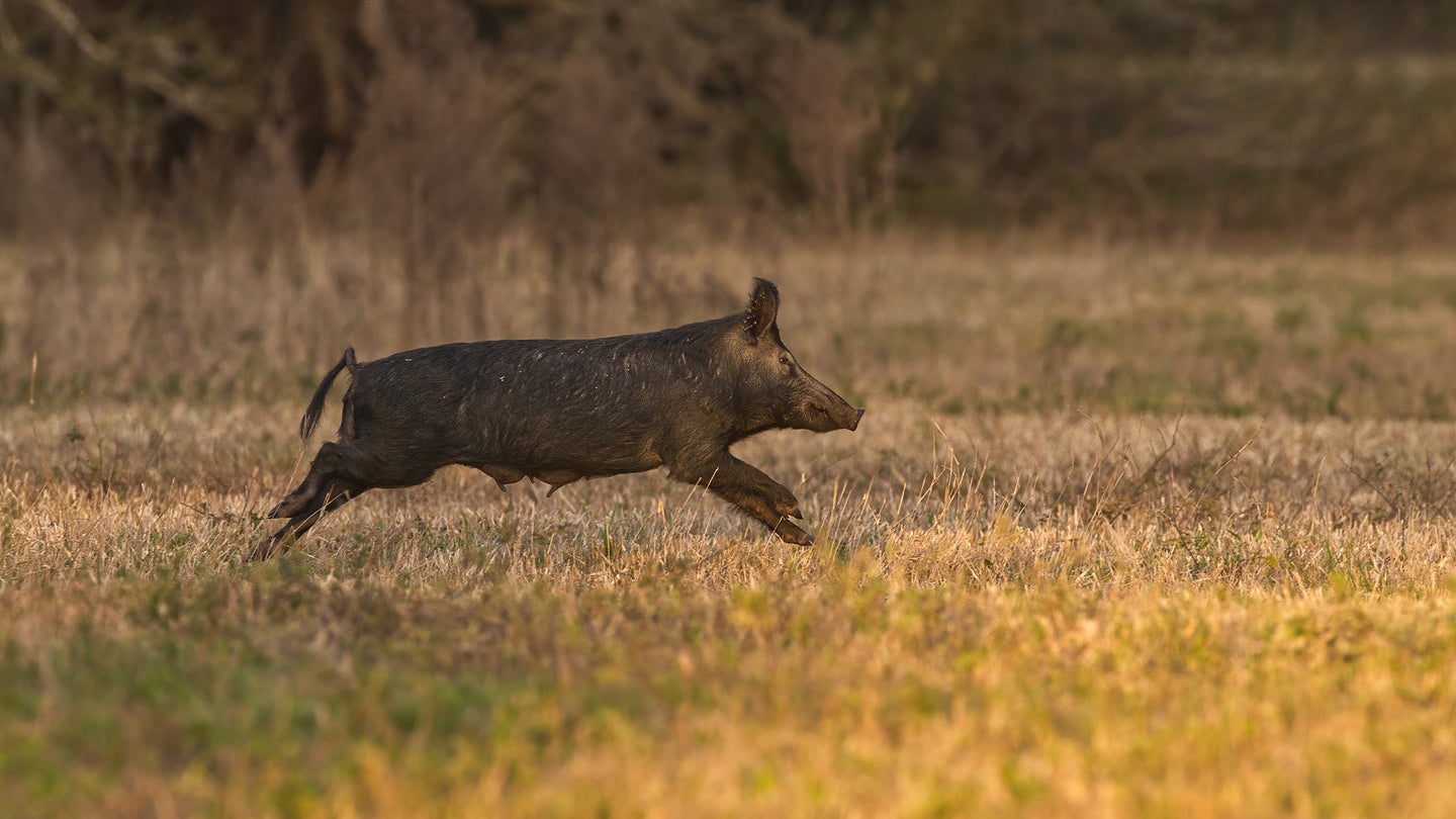 Feral hog running across field