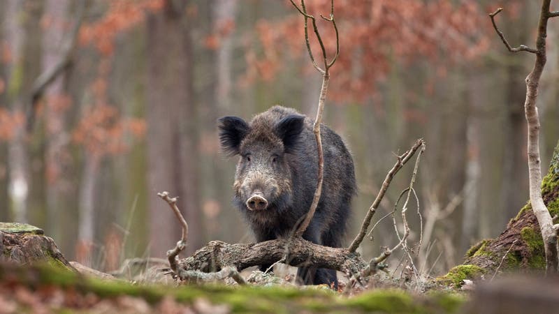 Ohio House Passes Bill To Ban Hog Hunting in Buckeye State