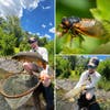 collage of carp and cicada