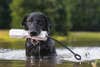 Hunting dog in the water holding Gunner training bumper