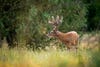 A big whitetail buck with velvet antlers walks into a summer field.