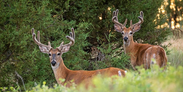 Are You Scouting for This Fall’s Buck Yet? You Should Be