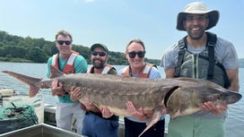 Biologists Capture and Tag 220 Pound Endangered Sturgeon in Hudson River