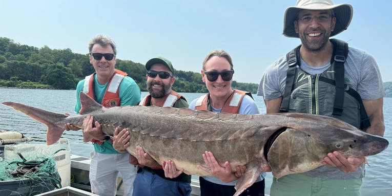 Biologists Capture and Tag 220 Pound Endangered Sturgeon in Hudson River