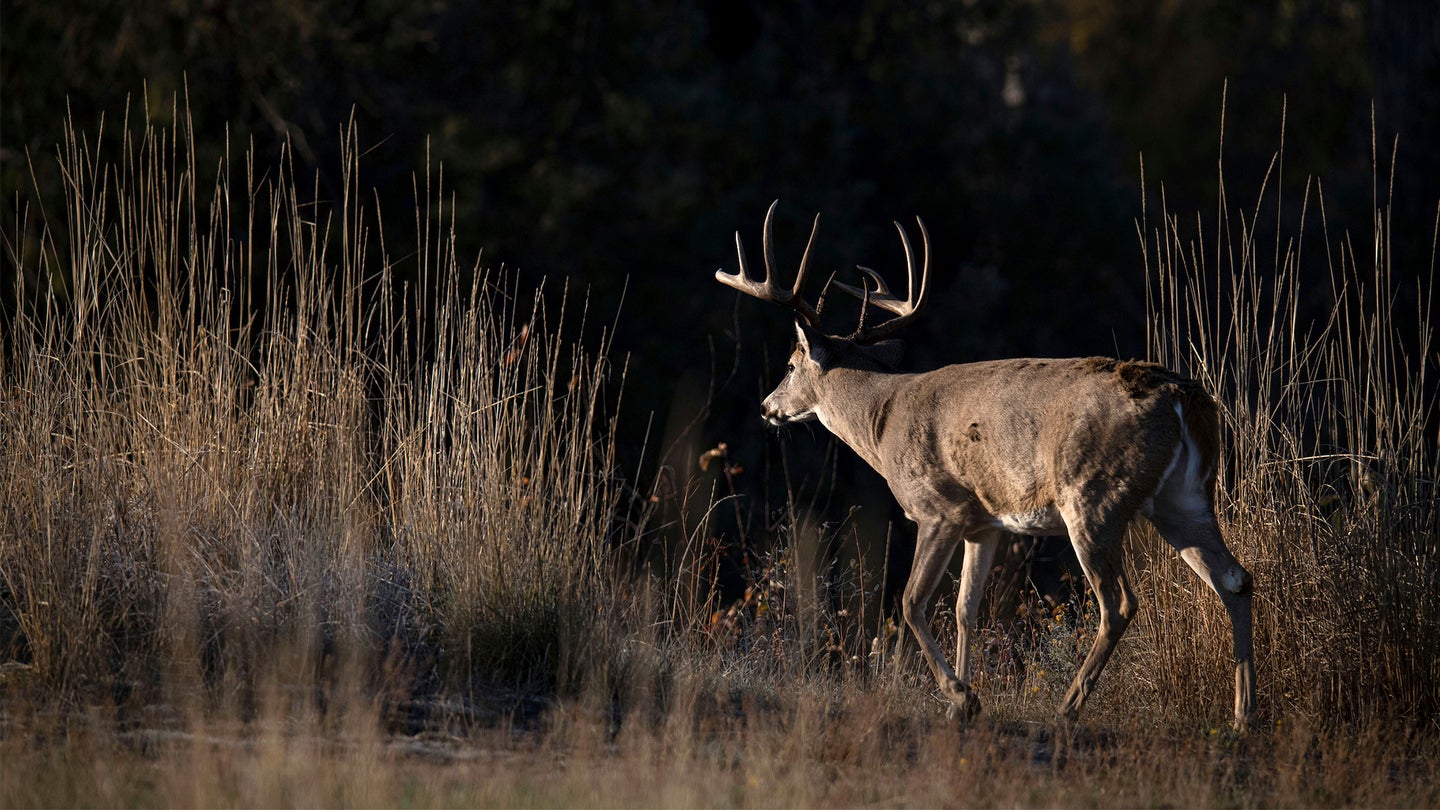 A whitetail buck walks away in a field with tall tan grass.
