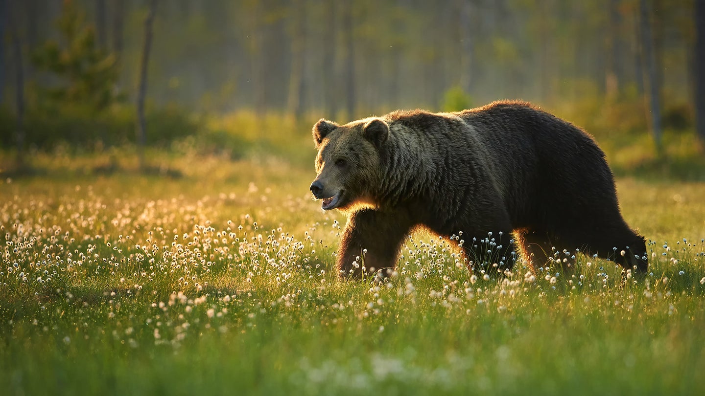 Grizzly Bear walking across meadow