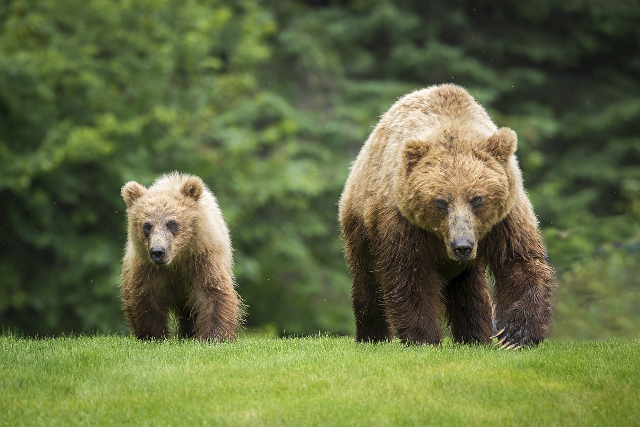 grizzly sow and cub walk through field