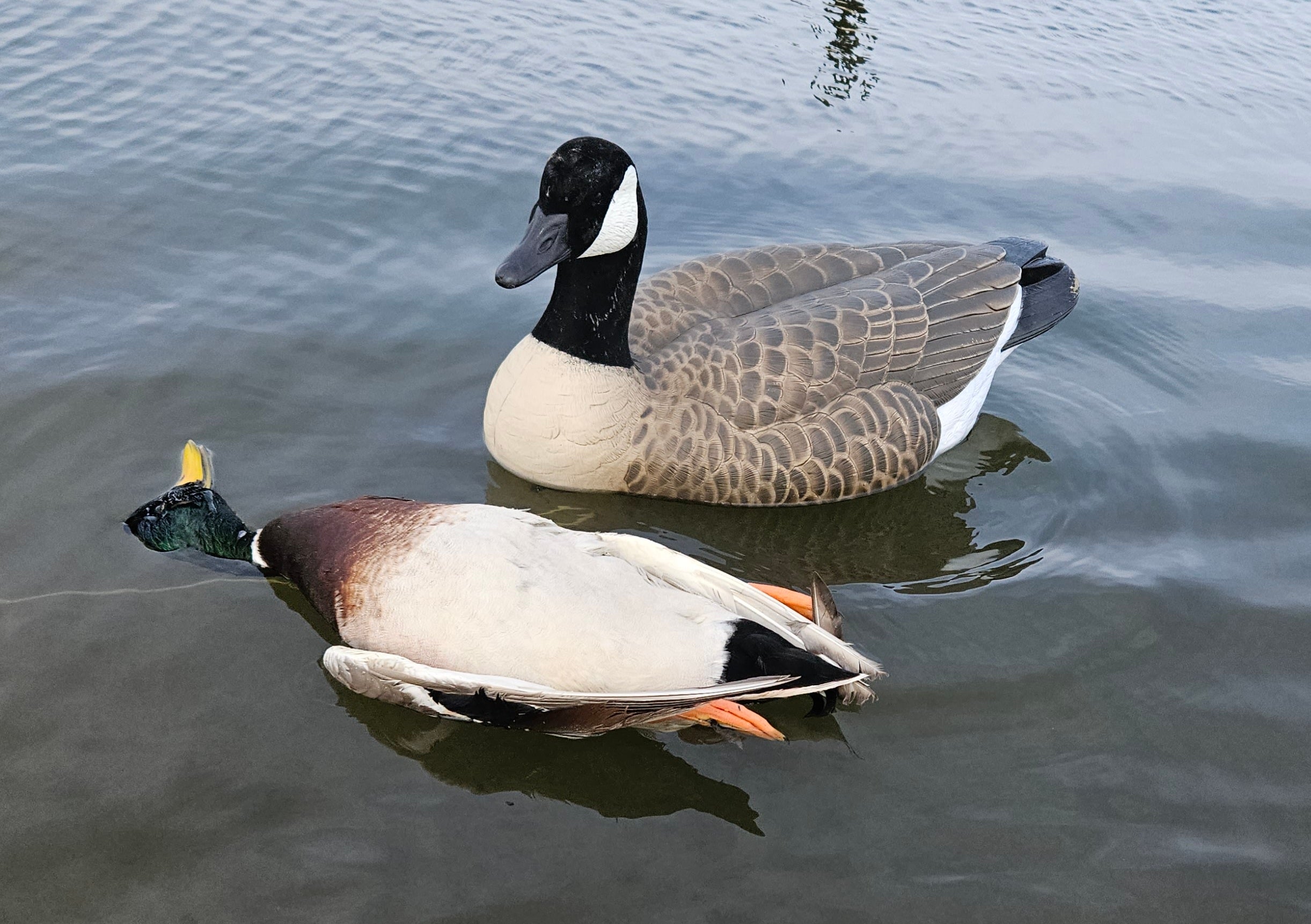 Goose floaters serve as confidence decoys for ducks and are an effective way to finish more puddle ducks over the spread.