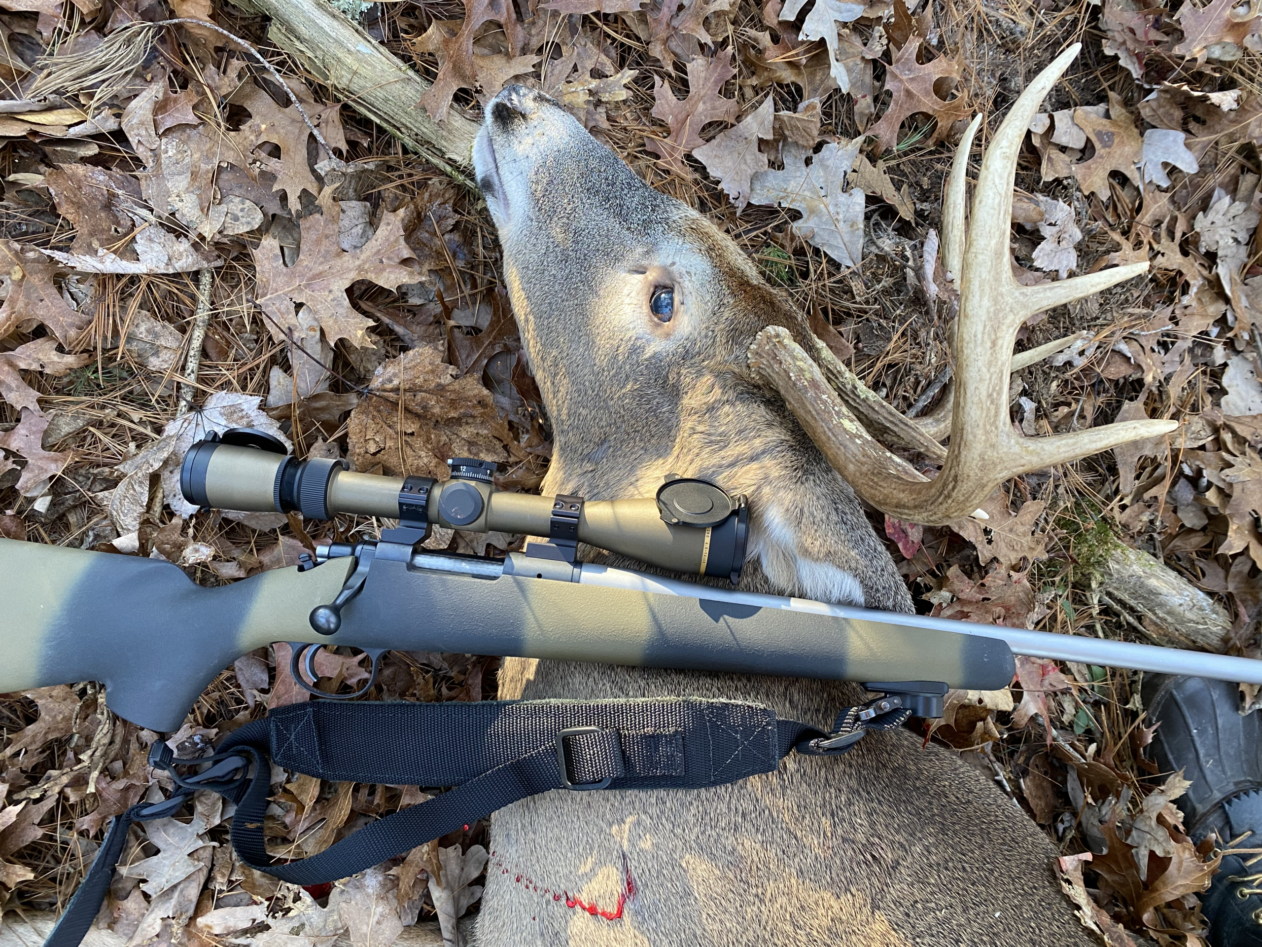 A whitetail buck on the ground with a rifle resting on it's flank. 