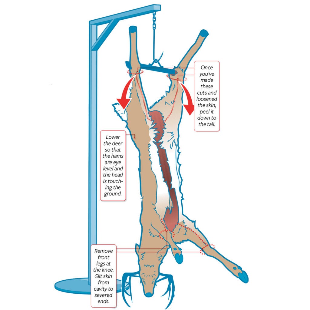An illustration of how to skin a deer