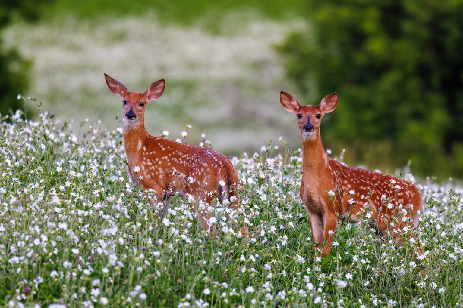 What Every Hunter Should Know About Deer Gestation Period A pair of whitetail fawns in a summer field.