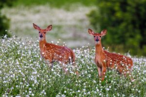 A pair of whitetail fawns in a summer field.