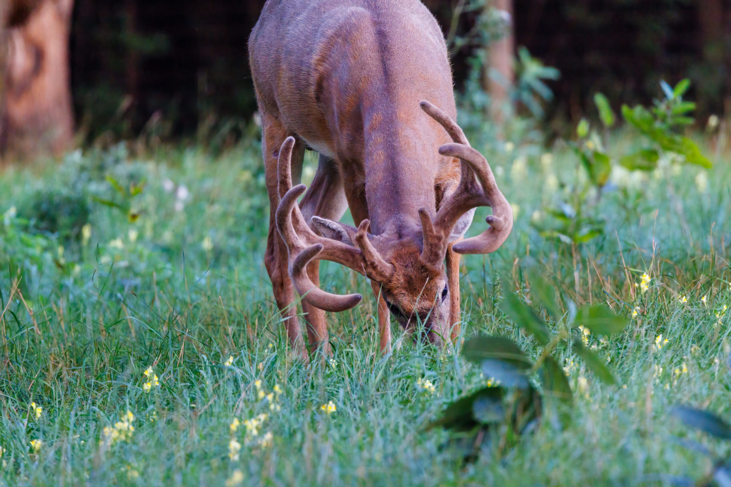 A whitetail buck eats forbs in a fallow field. 