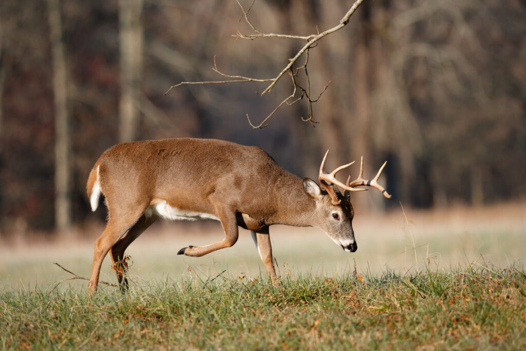 A buck works a field-edge scrape.