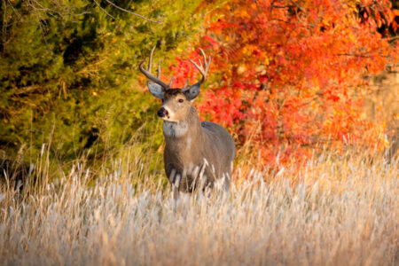 October Lull Deer Hunting: 10 Ways to Get Your Buck Now Whitetail buck step into a field with fall colors