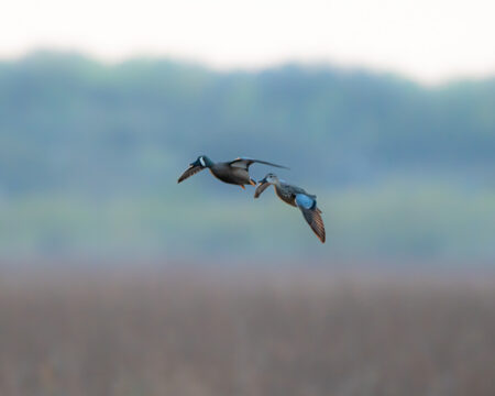 bluewing teal flying