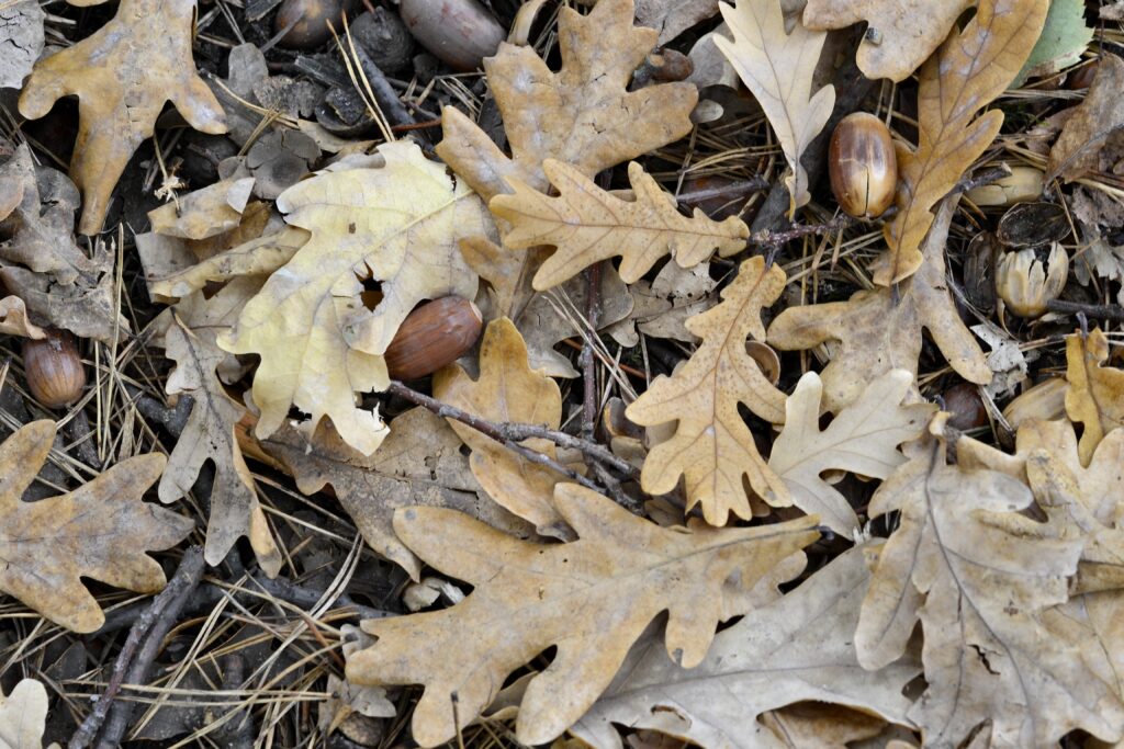 White oak leaves and acorns on the ground.