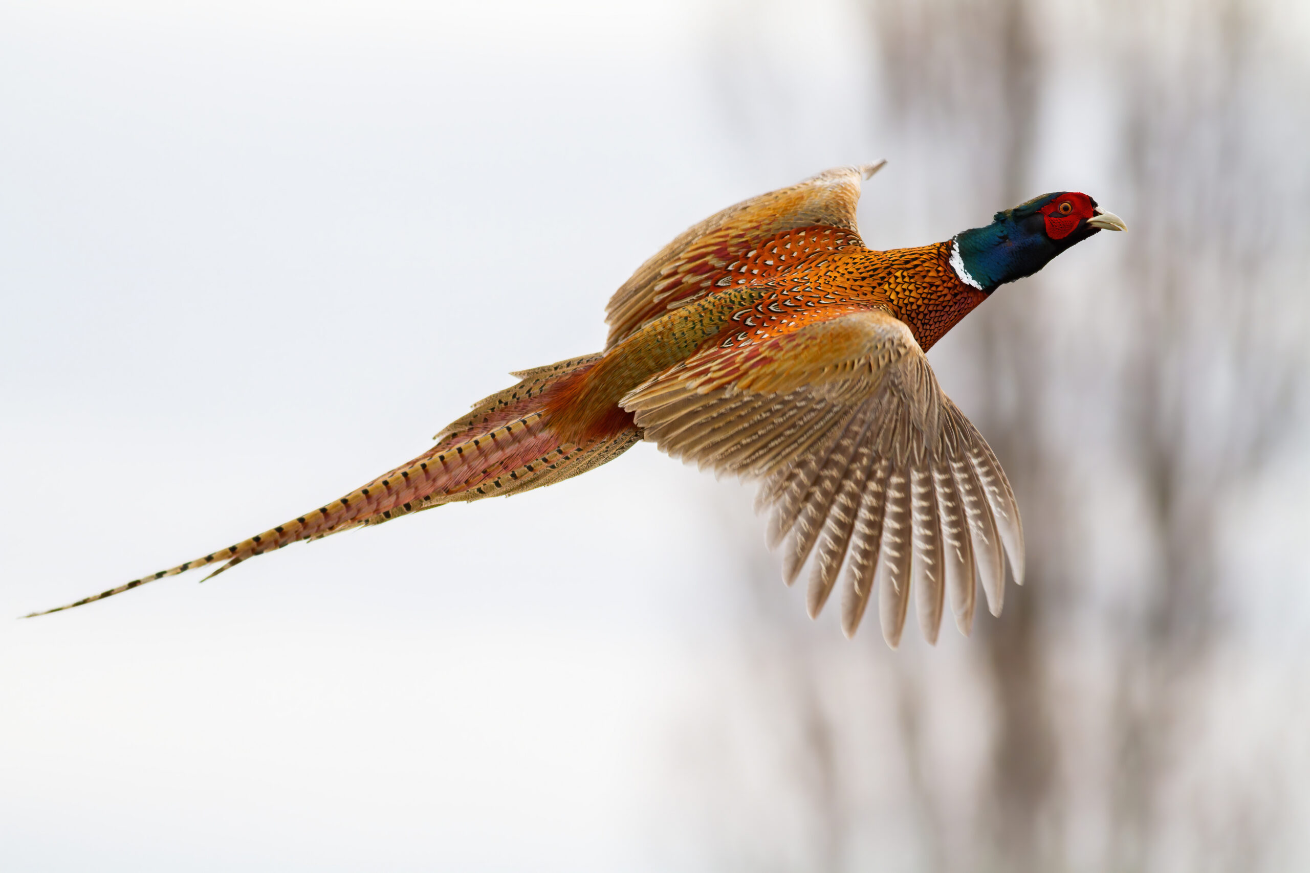 A ringneck pheasant flying through a gray sky. 