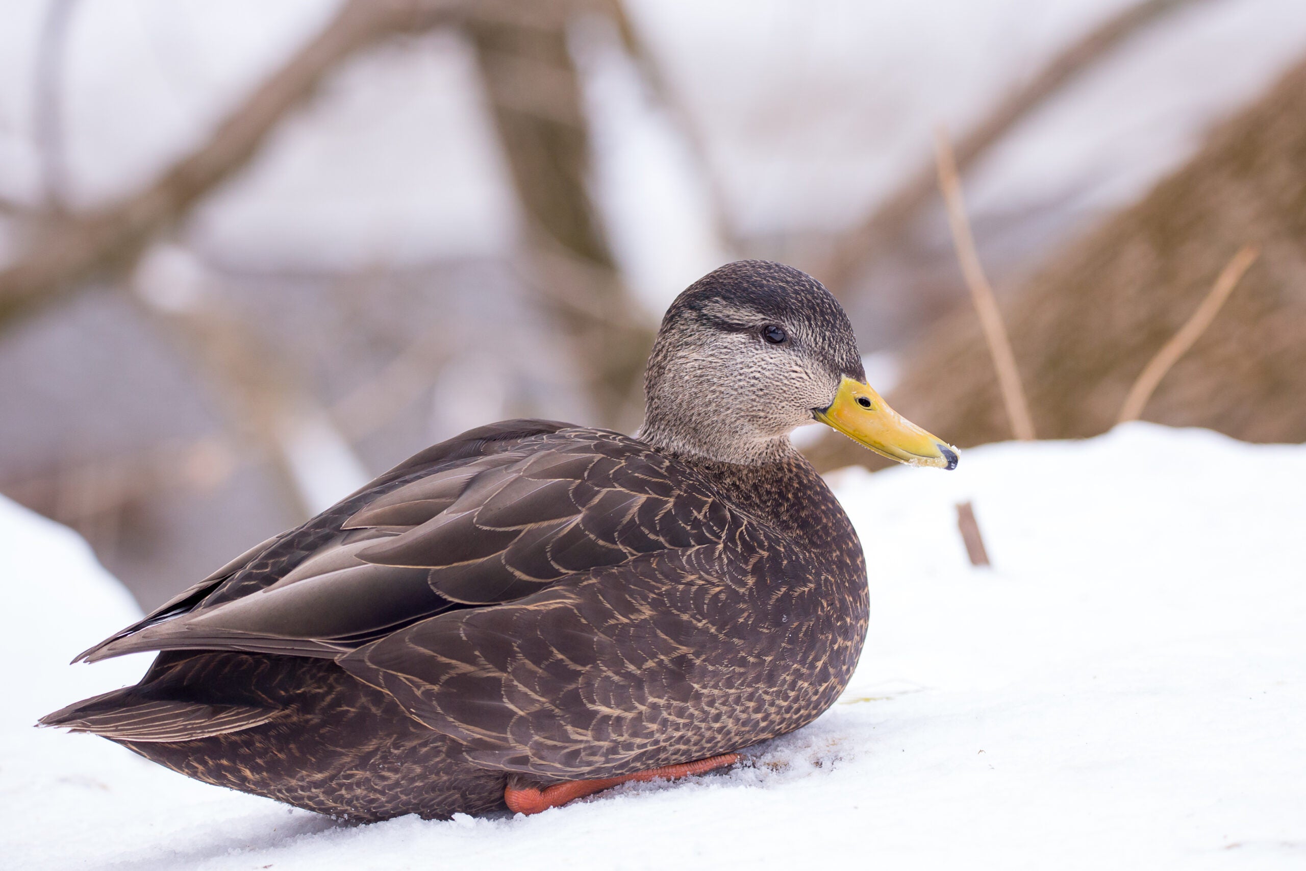 black duck on snow