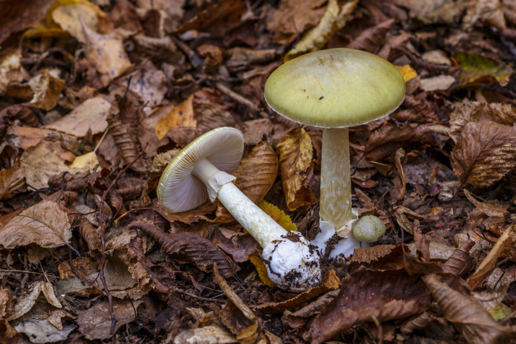 Two death cap mushrooms shown on the forest floor. 