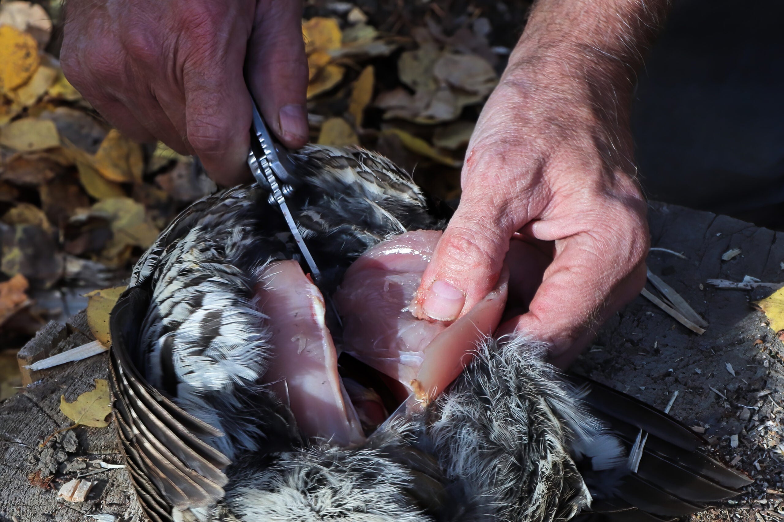 Closeup view of cutting the breast meat away from a ruffed grouse.
