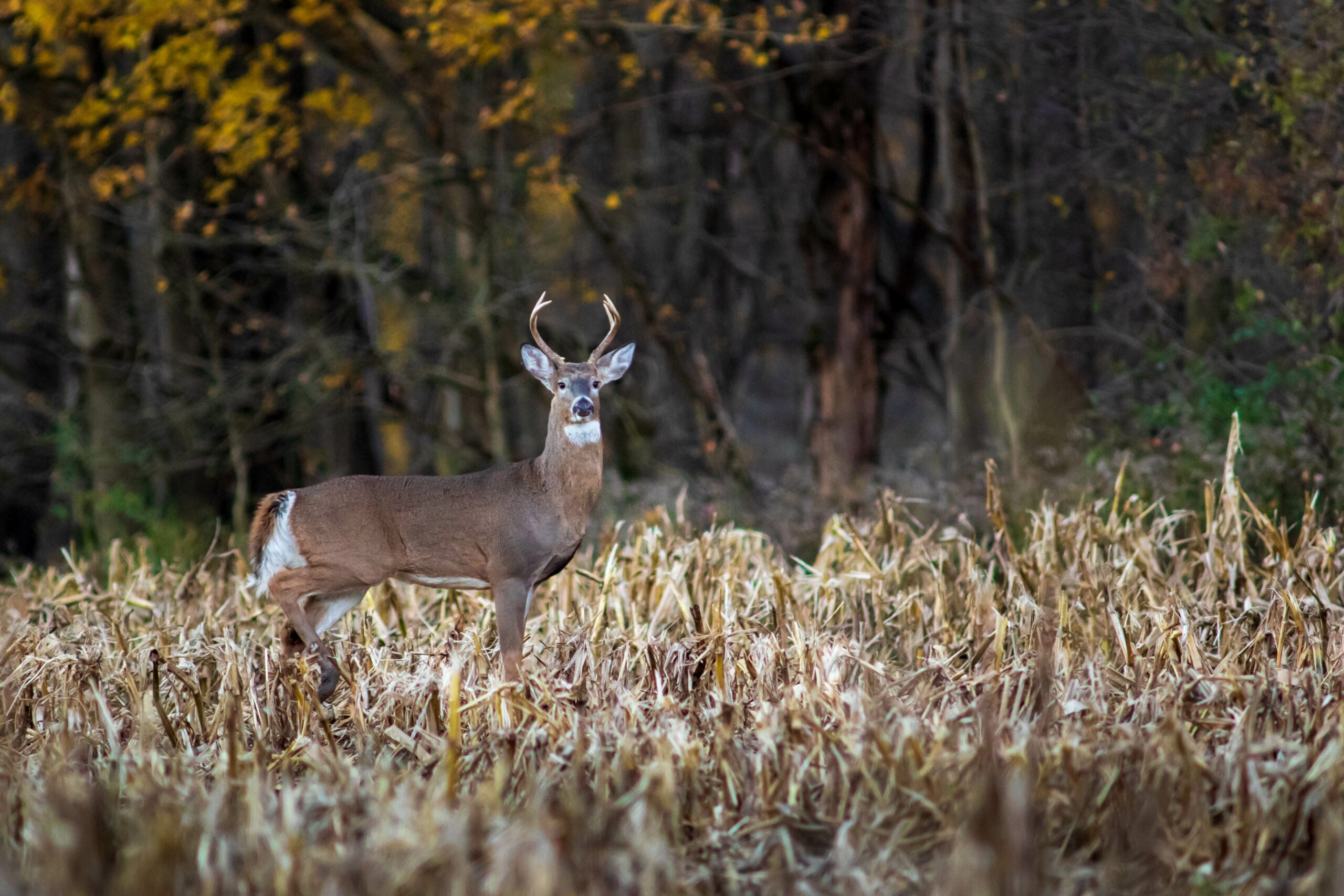 deer eating corn, one of the favorite foods that deer eat