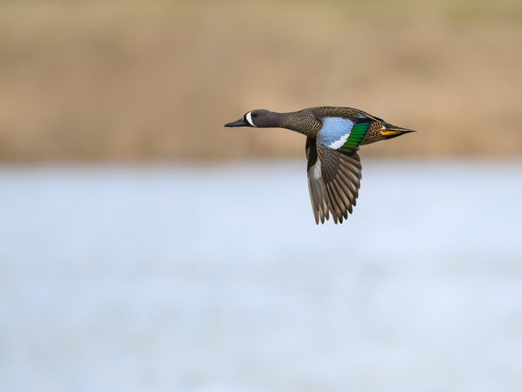 How to Shoot More Teal This Season Drake bluewing teal flying above water