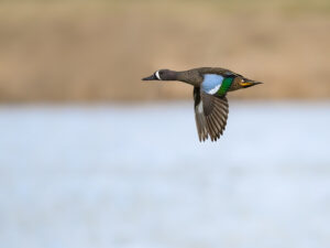 Drake bluewing teal flying above water