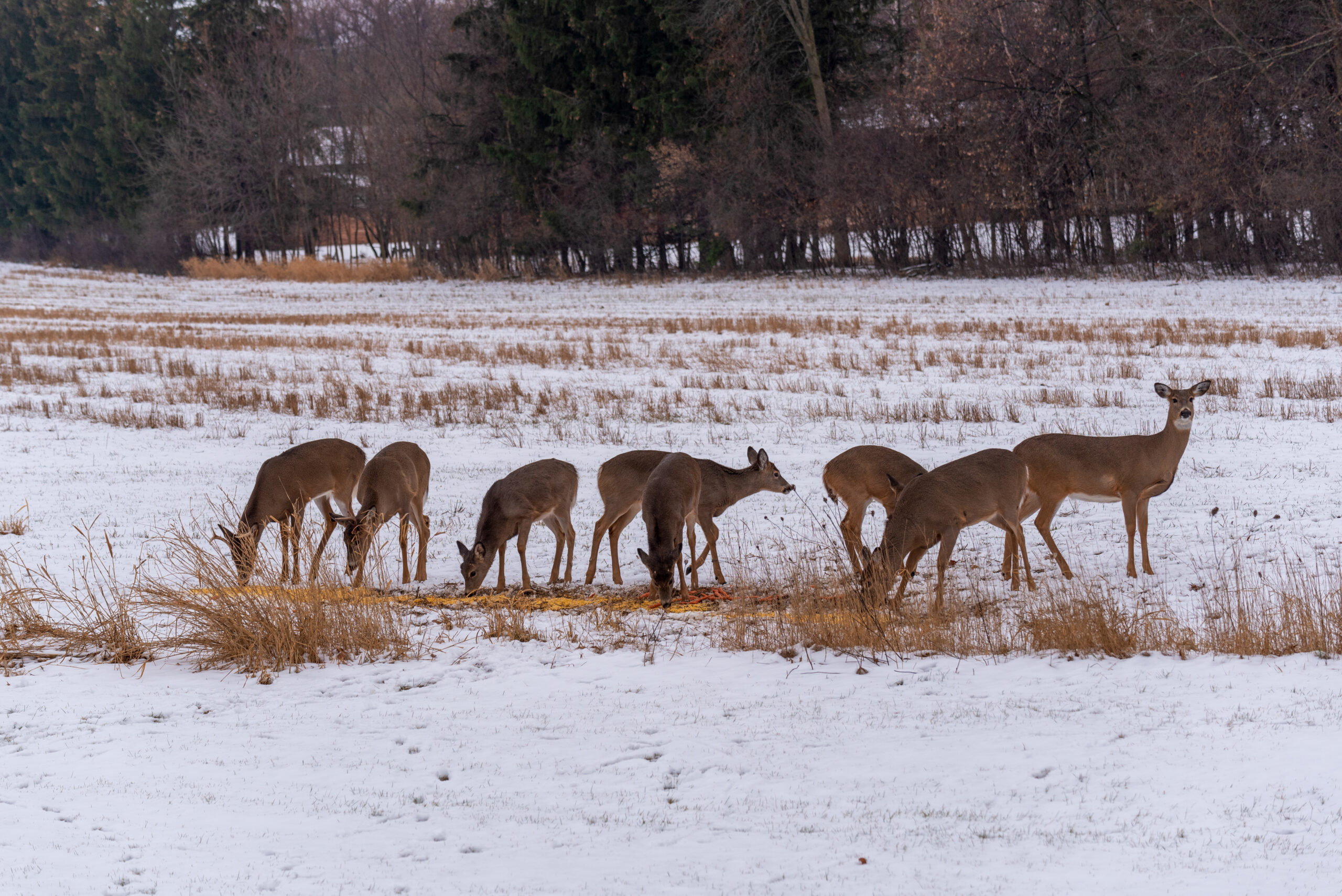 A small herd of deer feed on shelled corn in a winter field.