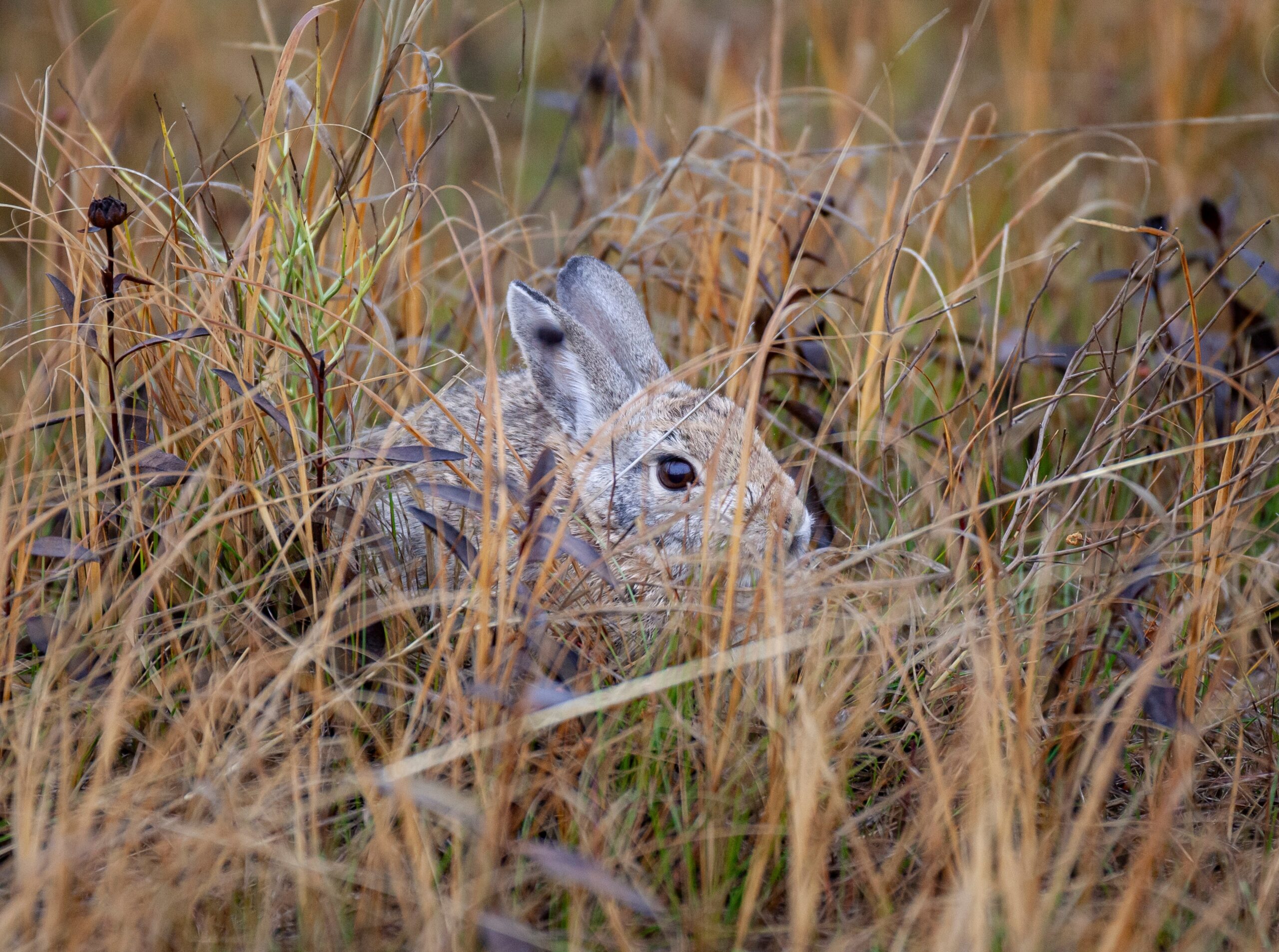 A cottontail rabbit hiding in grass. 