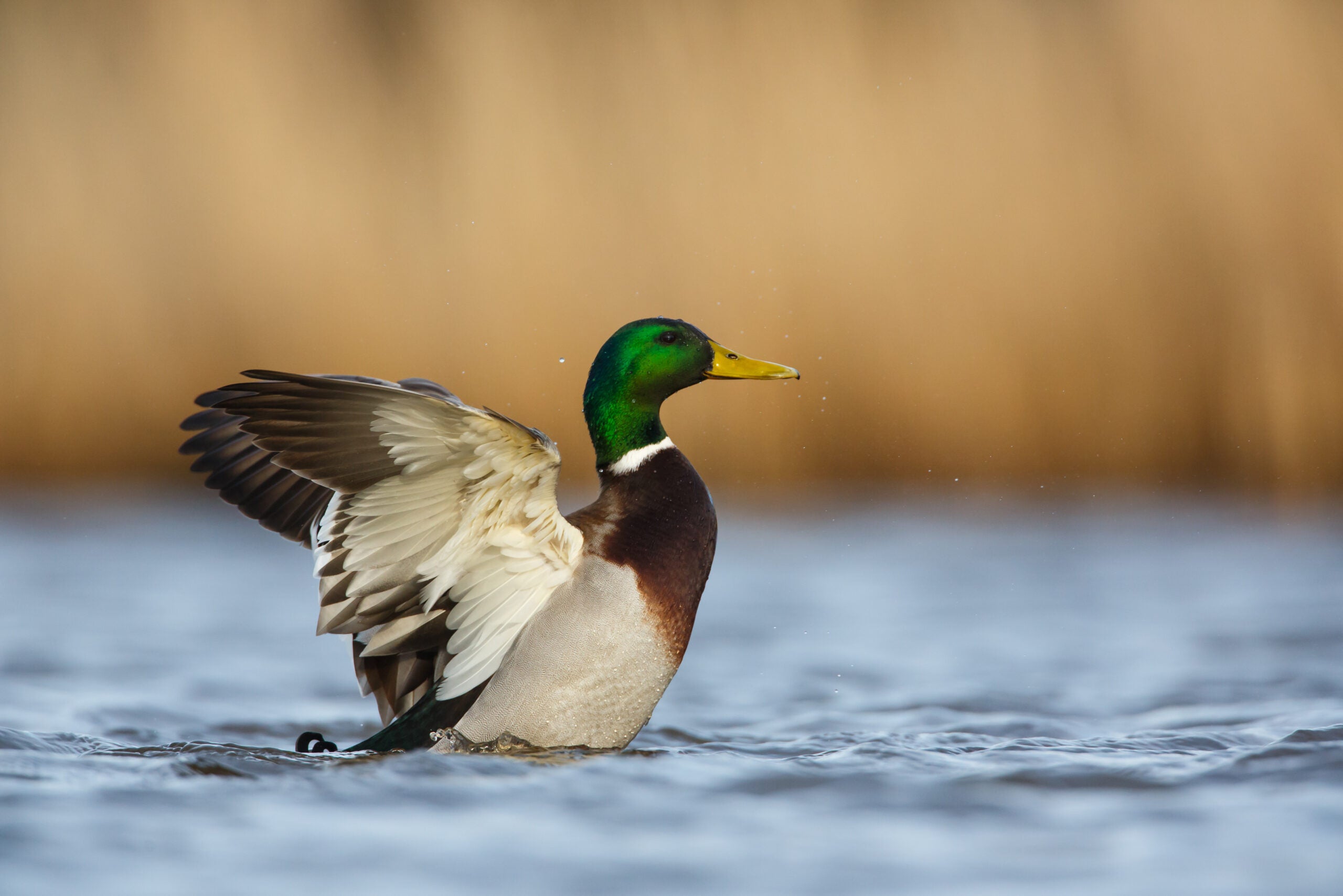 a drake mallard duck on the water