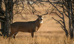 Big whitetail buck in the rut