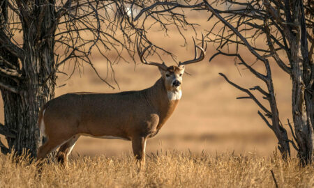 Big whitetail buck in the rut