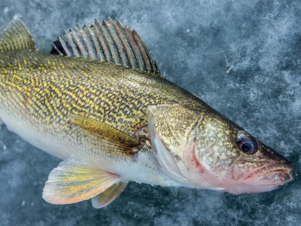 A walleye on ice. 