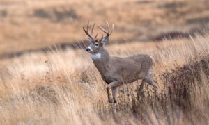An alert buck in an open meadow