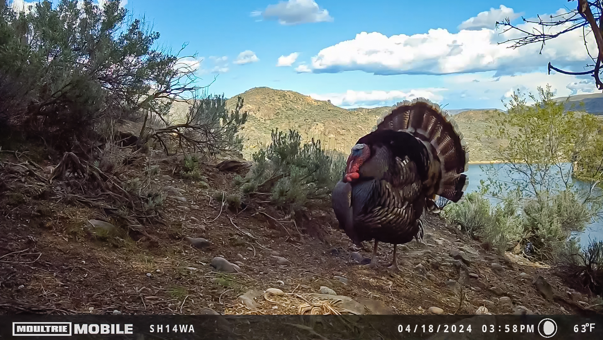 Merriam's turkey on trail camera