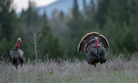 Two tom turkeys, one strutting, the other not, approach through a field.