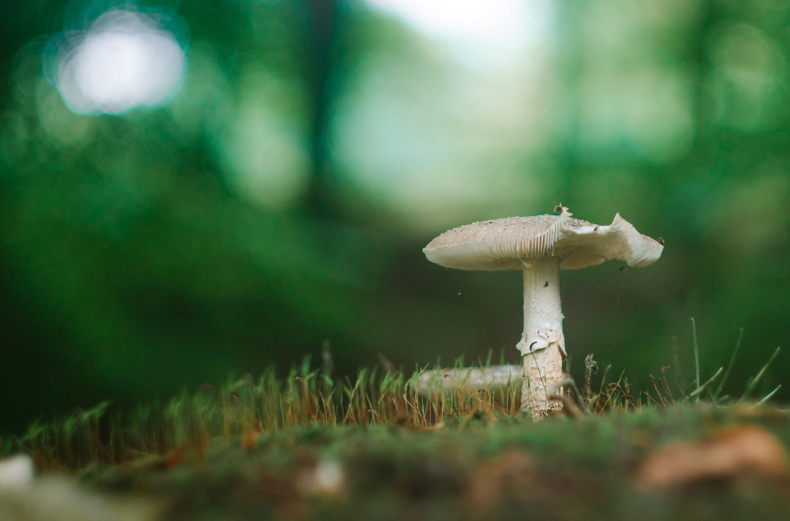 A death cap mushroom grows on the forest floor.