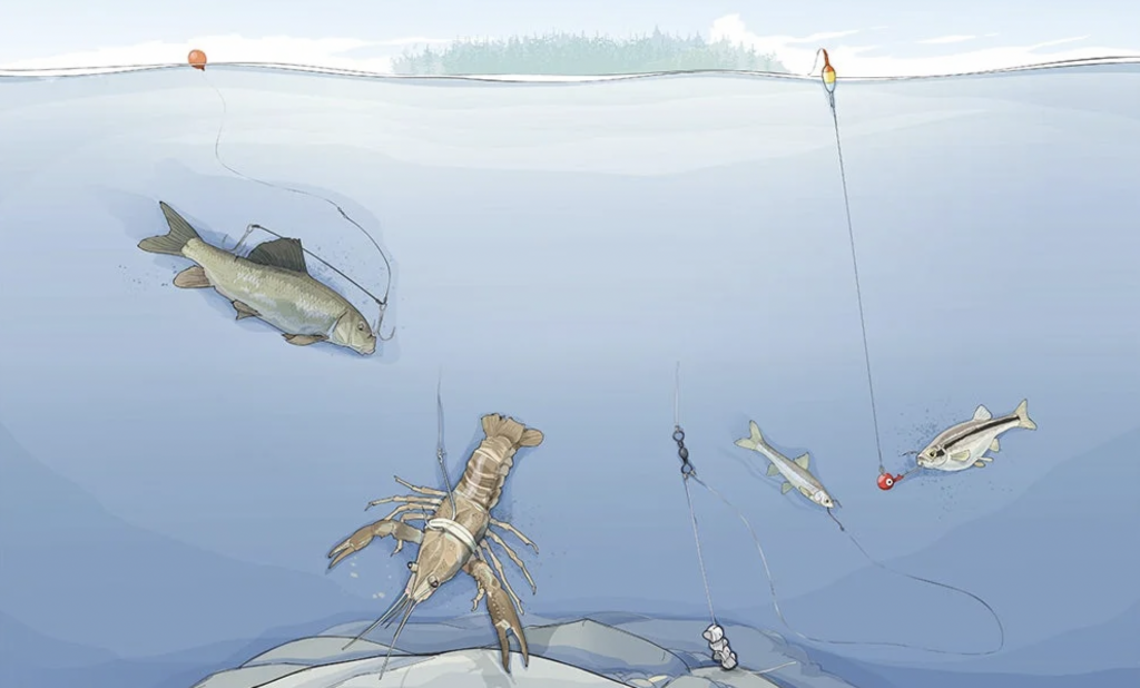 Best Live-Bait Rigs for Fall Fishing