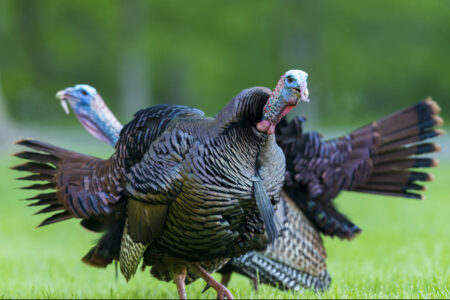 Two Eastern wild turkey strut and gobble in a field.