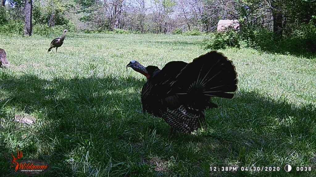 Wild turkeys in a field