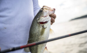 Angler holding bass