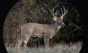 A whitetail buck in the crosshairs of a scope reticle