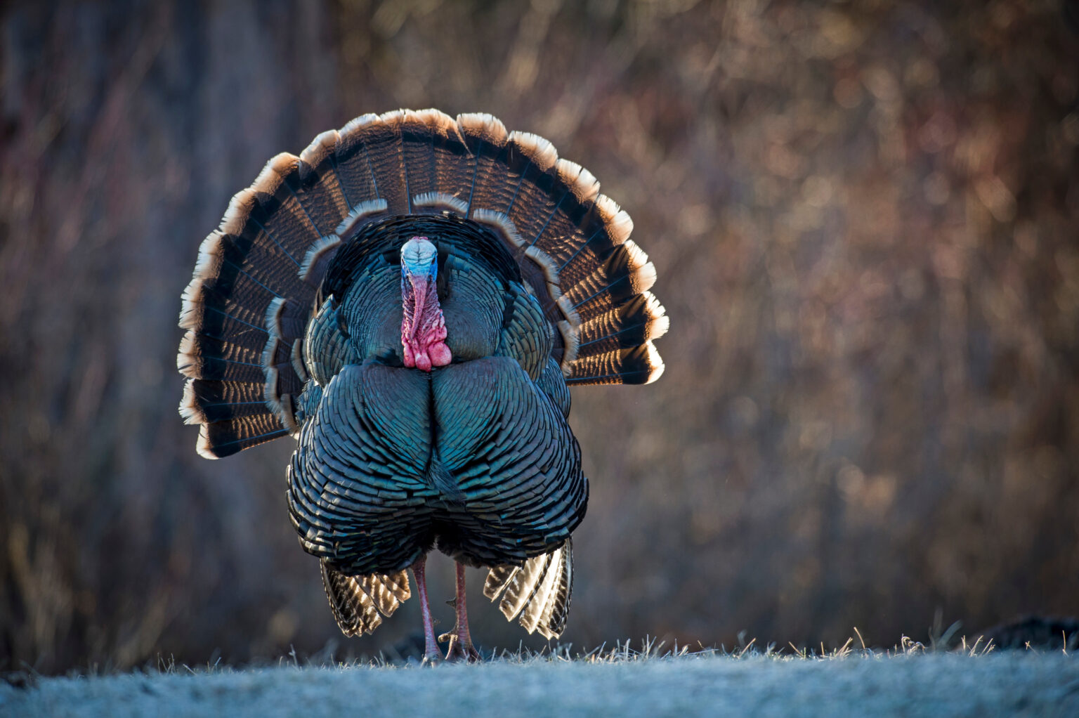 A lone tom turkey struts in an early-season field.